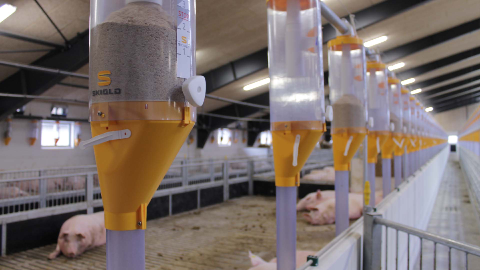 Automatic pig outlet feeder with timer