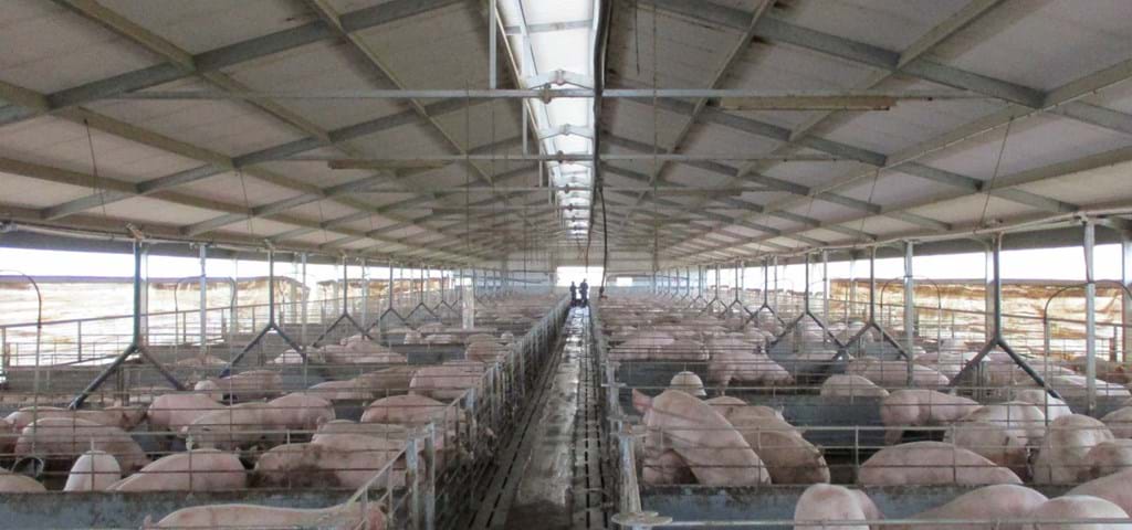 SKIOLD Liquid feeding Solution at Riverbend Pig Farm AU
