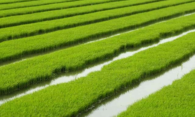SKIOLD Paddy Rice in rice field