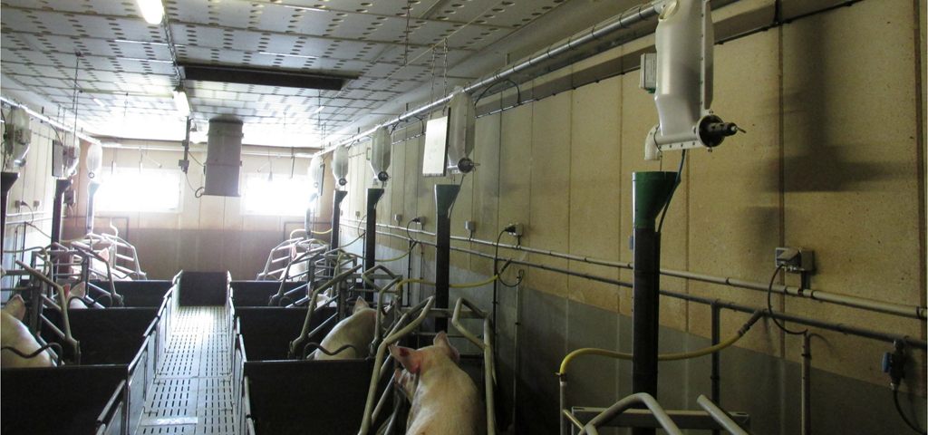 Doseurs d'aliments secs en élevage porcin | SKIOLD SmartFeeder