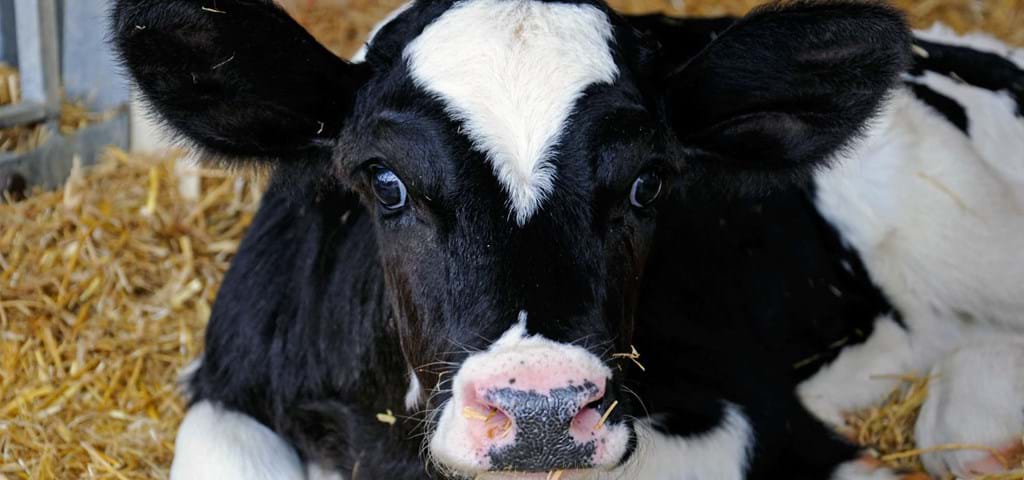 Feed mill solution for calves, jersey cows, dairy cattle