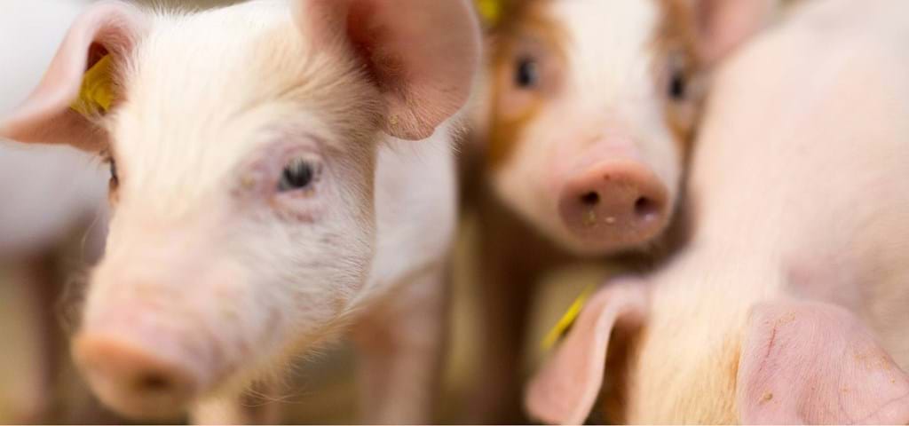 Pig farm solutions | High performance | Animal welfare | SKIOLD