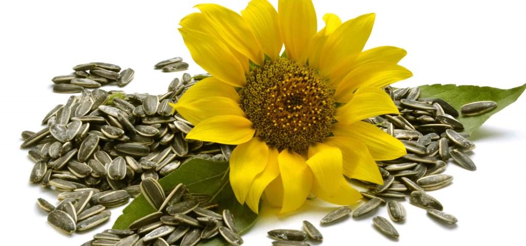 SKIOLD Sunflower and sunflower seeds