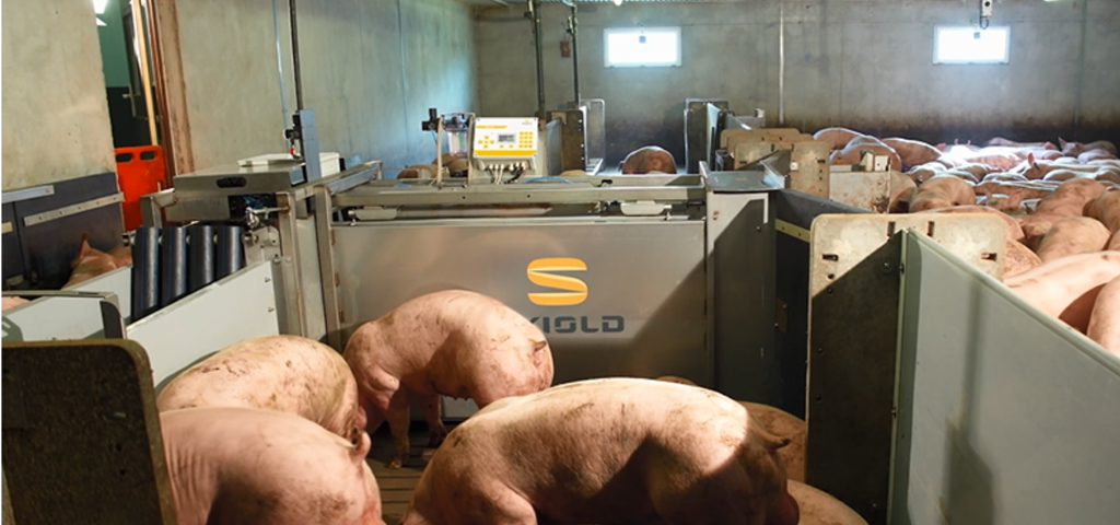 SKIOLD Automatic Pig Sorting Station