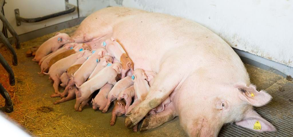 SKIOLD farrowing pen for loose sows