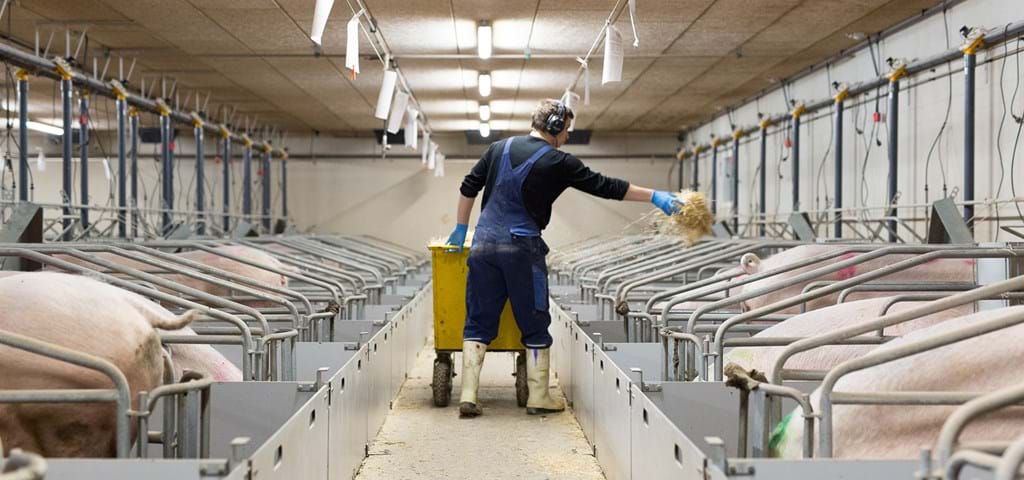 SKIOLD Farrowing Crates