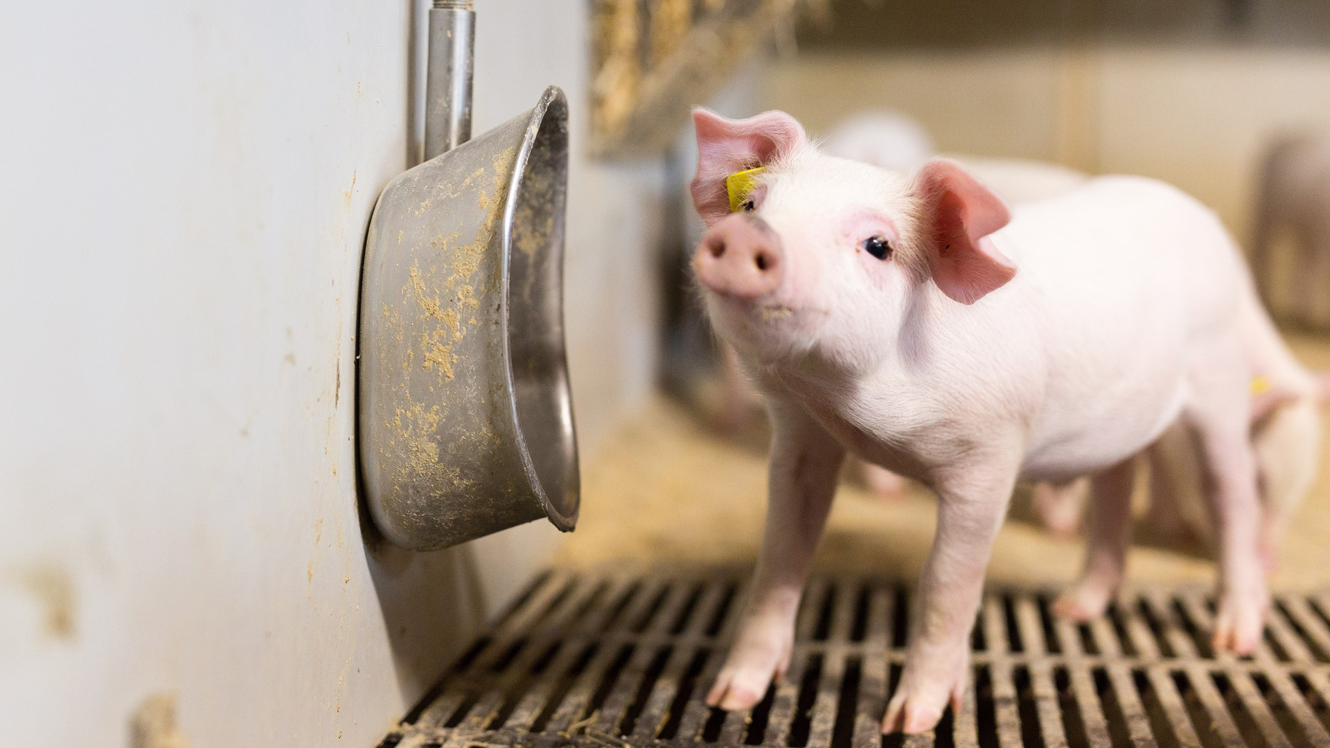 Waterer for piglets | SKIOLD