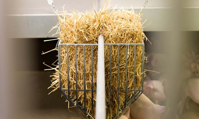 Straw Rack for weaners and finishers