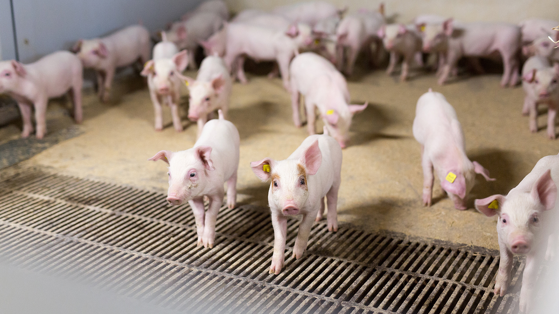 Flooring in weaner unit | Concrete And Iron Cast Floor | SKIOLD