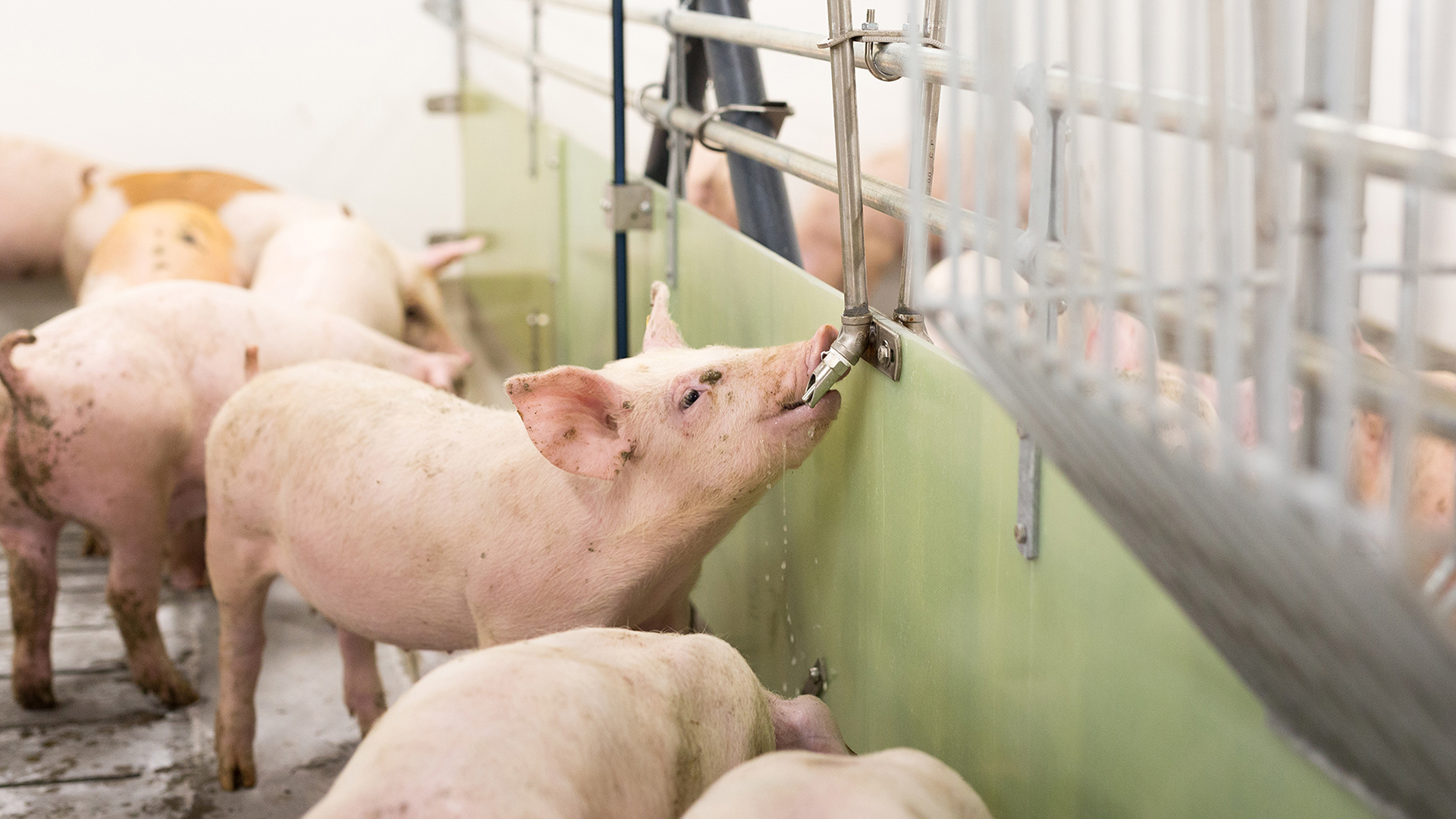 Water for weaners and finishers | SKIOLD