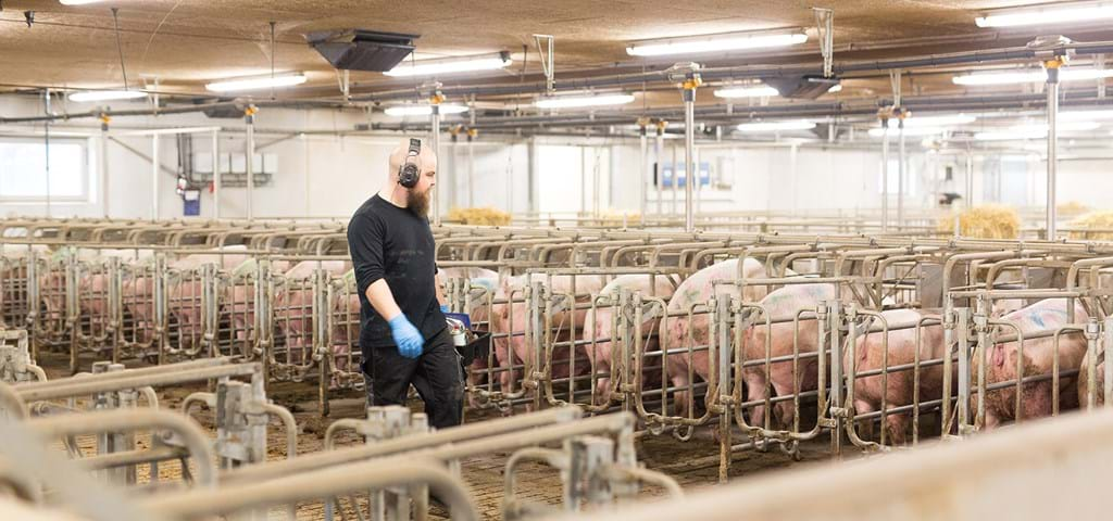 Mating and Gestation Stalls