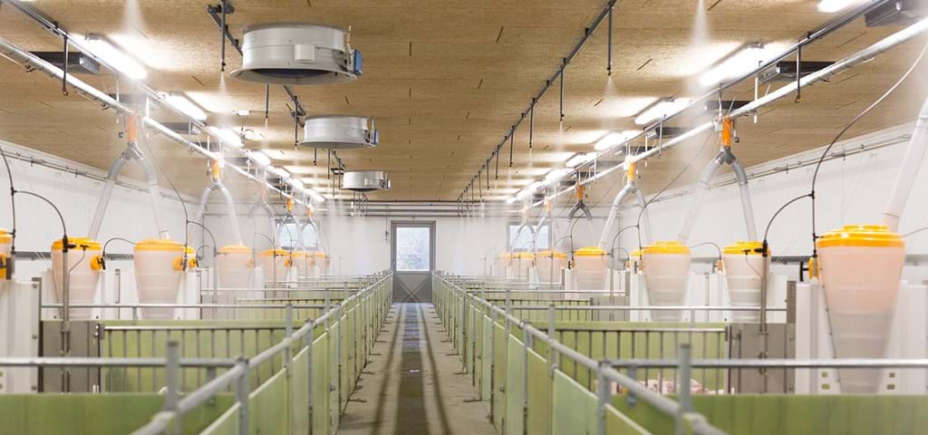 Sprinkling System for pig farms | SKIOLD
