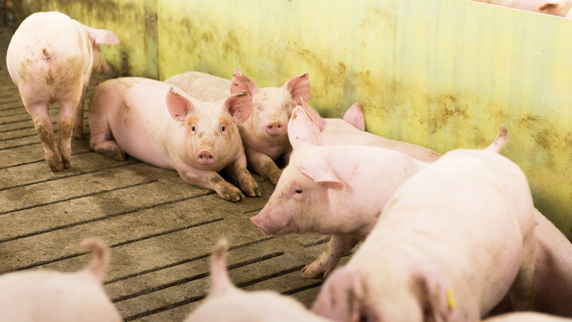 Flooring for finisher units | SKIOLD